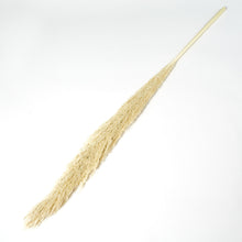 Load image into Gallery viewer, Tall Dried Reed Grass