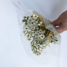 Load image into Gallery viewer, White Dried Ixodia Bunch
