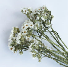 Load image into Gallery viewer, White Dried Ixodia Bunch