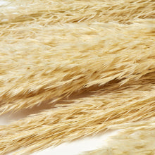 Load image into Gallery viewer, Tall Dried Reed Grass