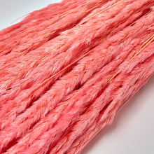 Load image into Gallery viewer, Bright Hot Pink Dried Pampas Grass