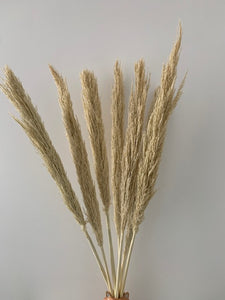Tall Dried Reed Grass