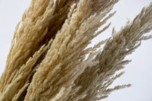 Load image into Gallery viewer, Tall Natural Fluffy Dried Pampas Grass
