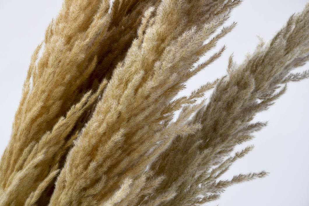 Tall Natural Fluffy Dried Pampas Grass