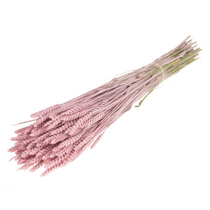 Dried Wheat Bunch In Pink