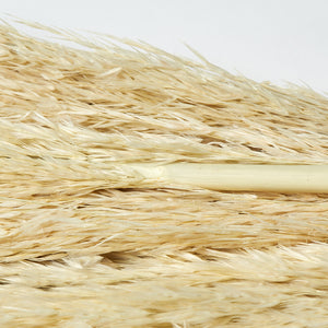 Tall Dried Reed Grass