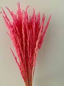 Bright Hot Pink Dried Piumetta Pampas Grass